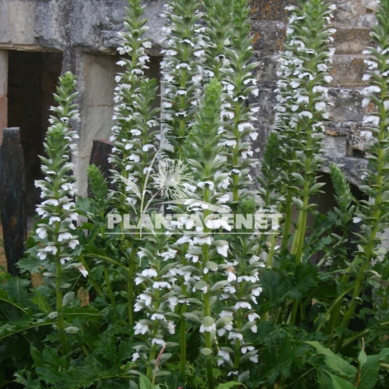 Acanthe, Acanthus mollis Rue Ledan