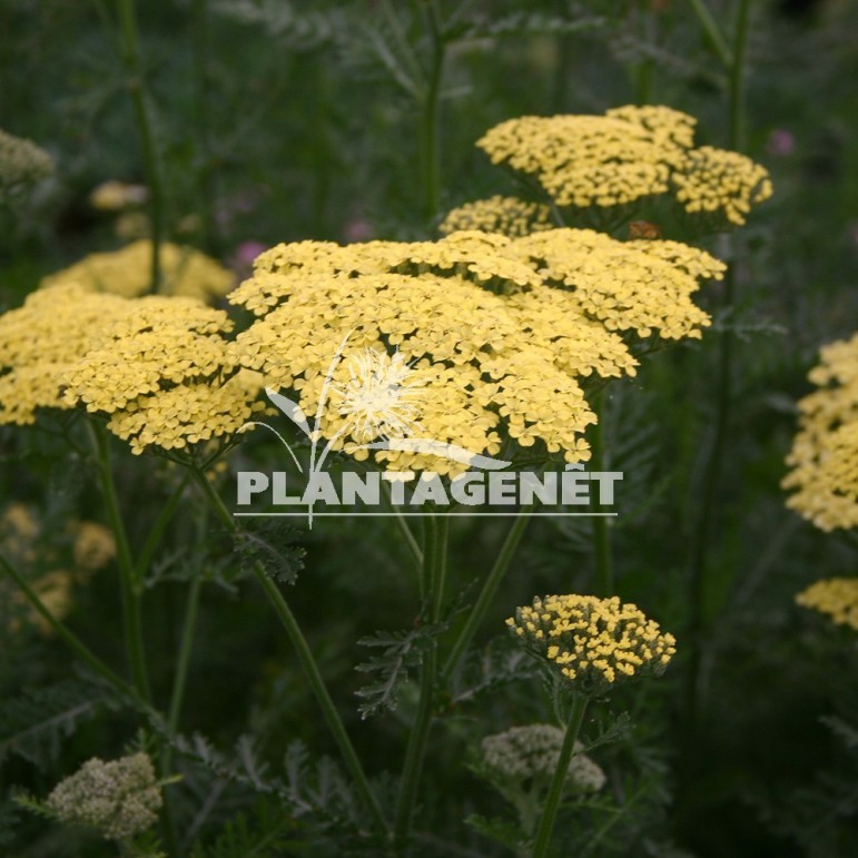  ACHILLEA Credo  