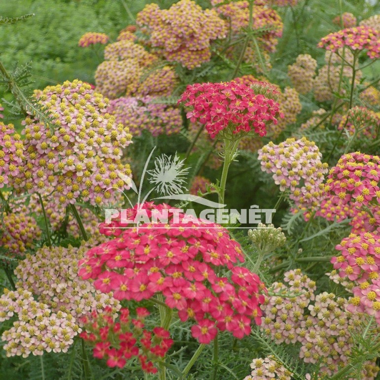  ACHILLEA Paprika  