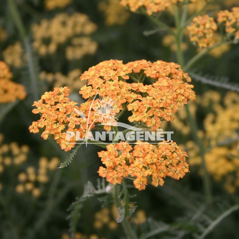  ACHILLEA Terracotta  