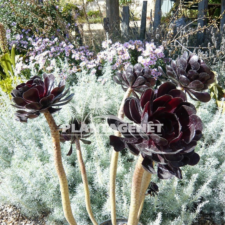  AEONIUM Zwartkop