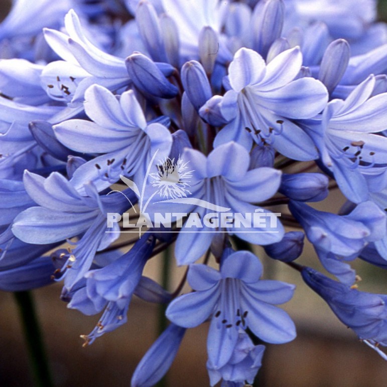  AGAPANTHUS africanus