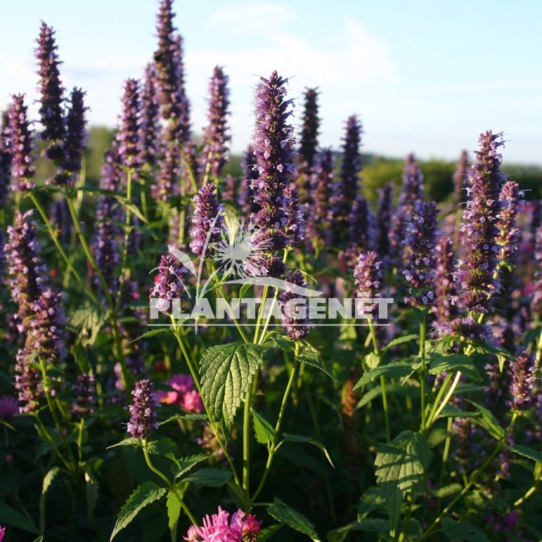  AGASTACHE Black Adder  