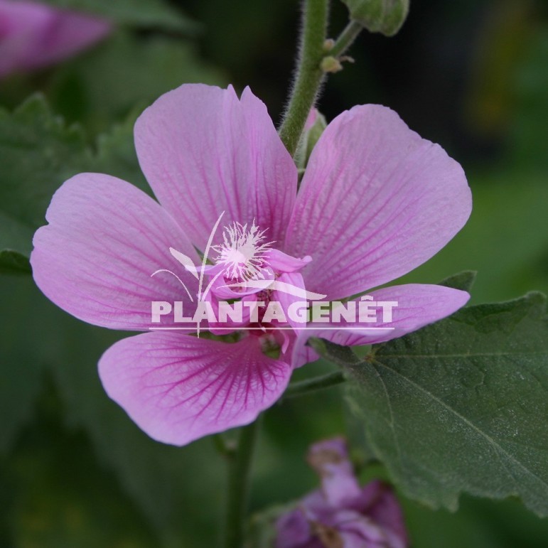  ALCEA (MALVA) Park Rondell  