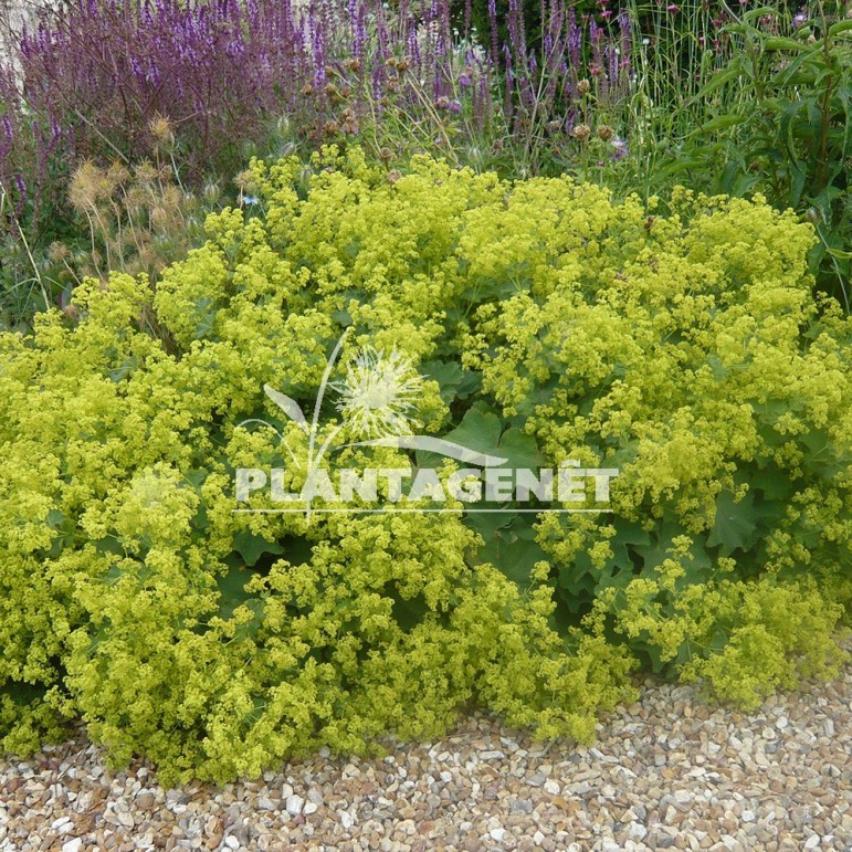  ALCHEMILLA mollis