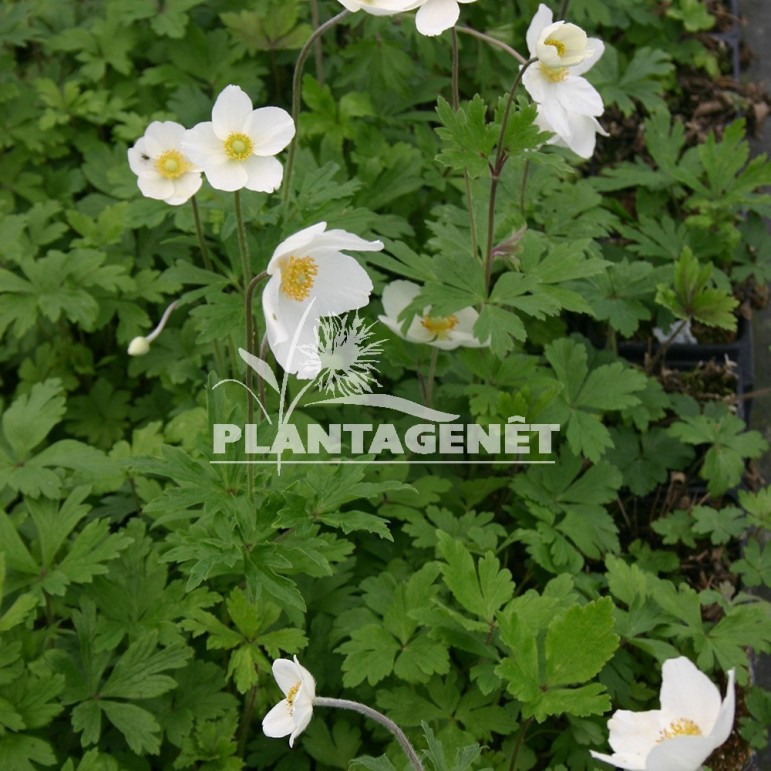 ANEMONE sylvestris / Anémone du bois