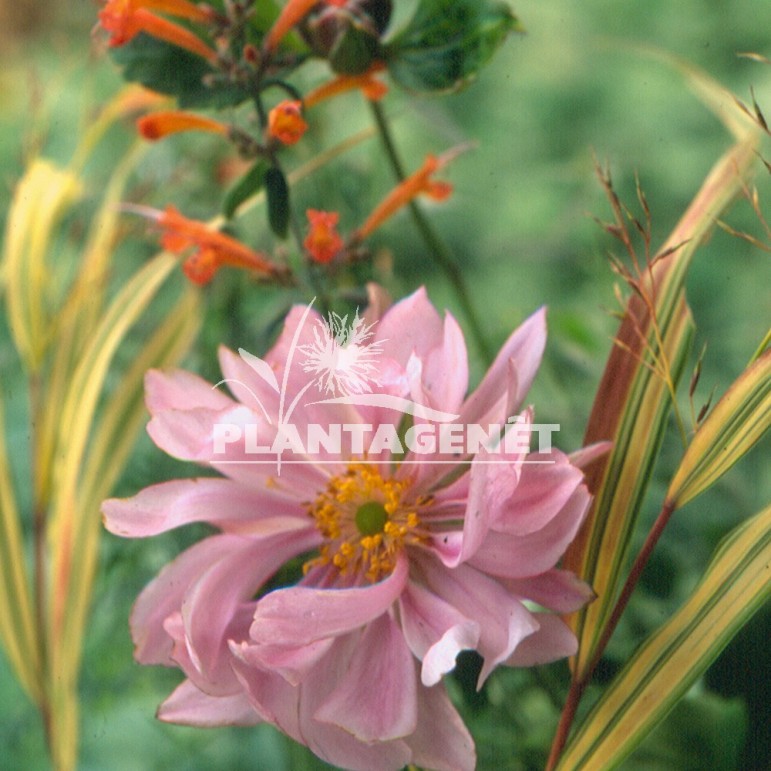 ANEMONE x hybrida Königin Charlotte / Anémone du Japon