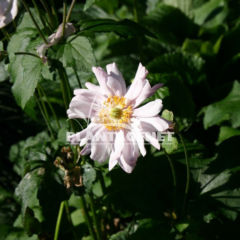  ANEMONE x hybrida Whirlwind  