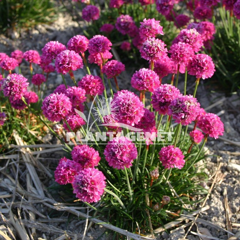  ARMERIA maritima Düsseldorfer Stolz 