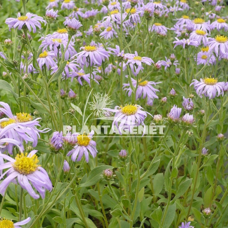  ASTER amellus Dr Otto Petschek