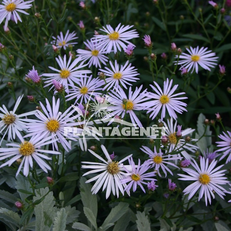  ASTER pyrenaeus Lutetia  