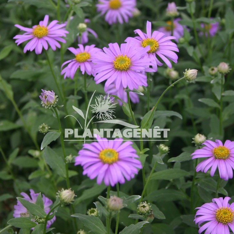  ASTER x frikartii Flora's Delight