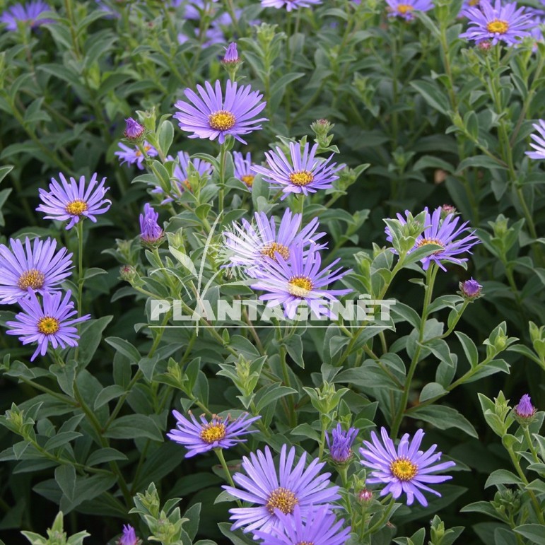  ASTER x frikartii Wunder von Stäffa