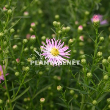  ASTER  Pink Star