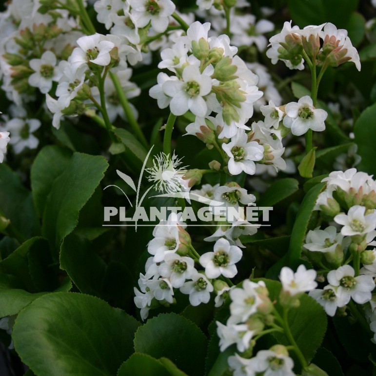  BERGENIA Bressingham White  