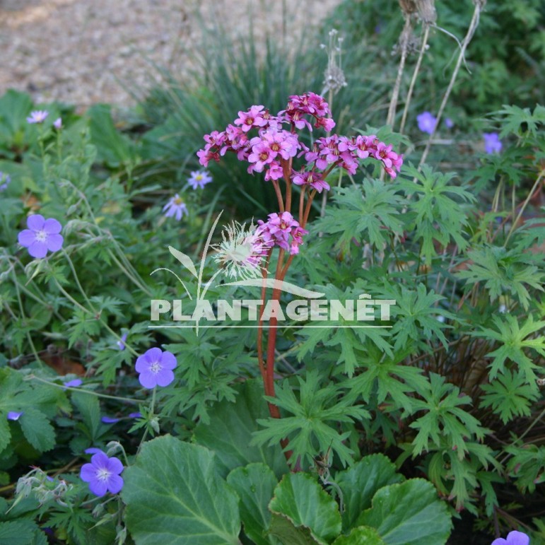  BERGENIA Morgenrote