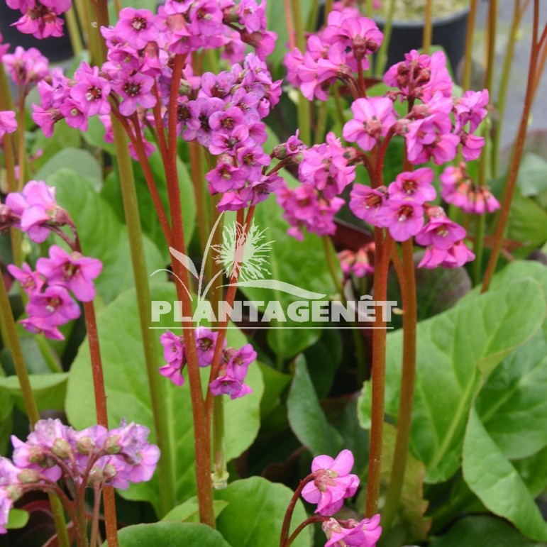  BERGENIA Overture 