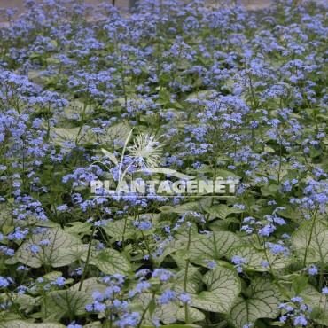  BRUNNERA macrophylla Jack Frost®  