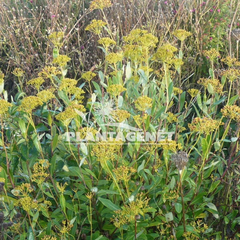  BUPLEURUM fruticosum