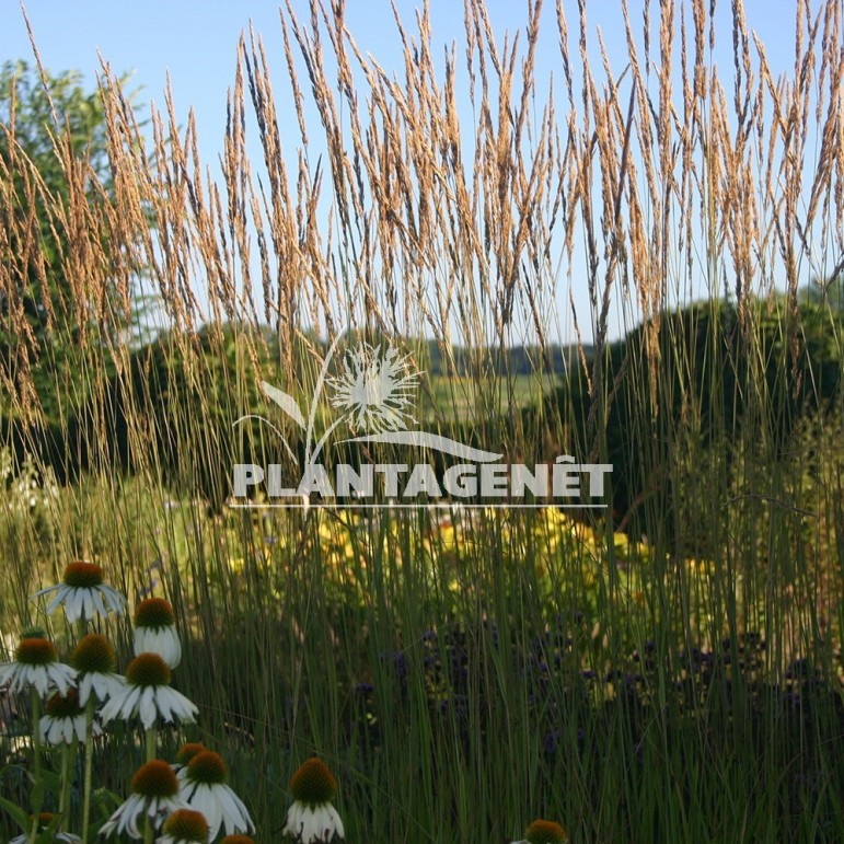  CALAMAGROSTIS x acutiflora Karl Foerster