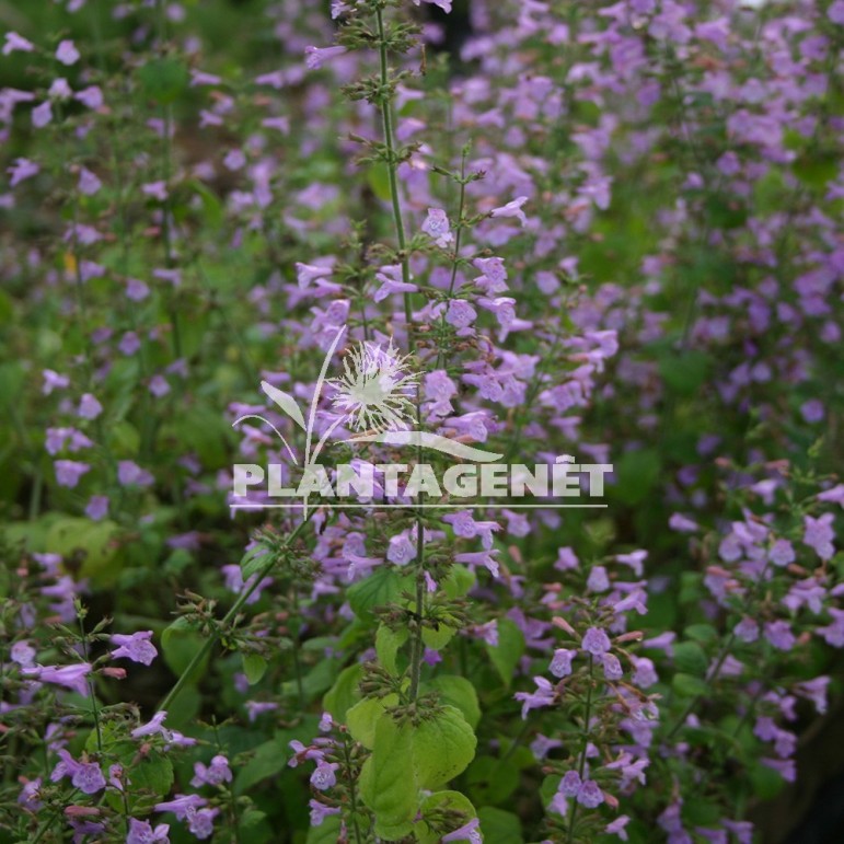  CALAMINTHA nepeta  Blue Cloud