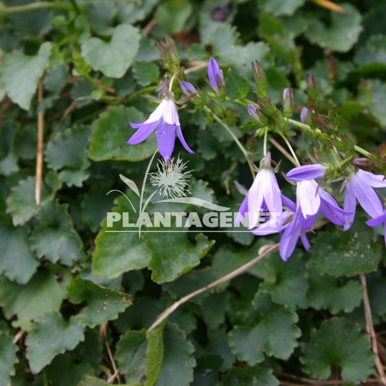  CAMPANULA portenschlagiana Resholdt's variety 