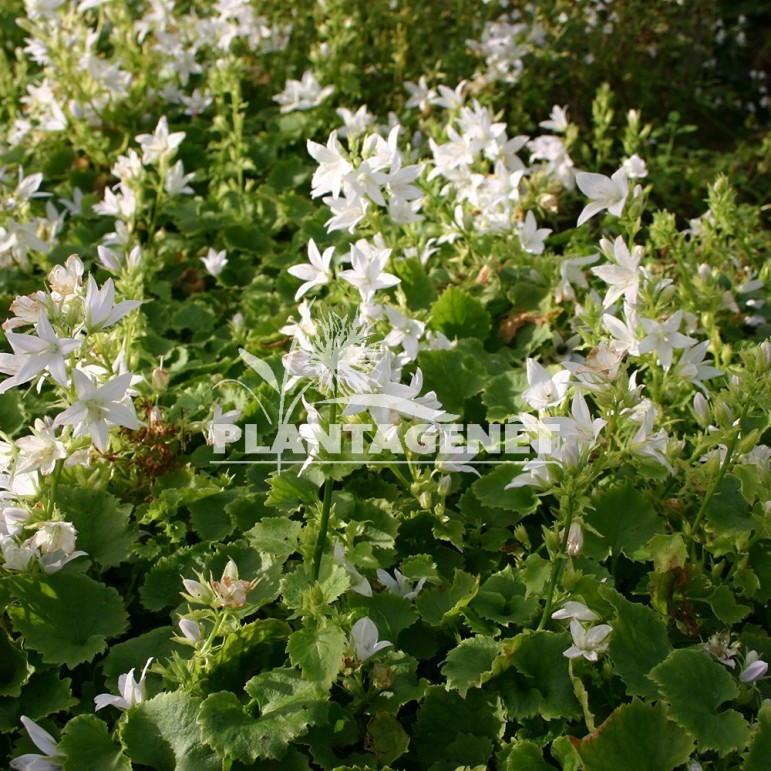  CAMPANULA poscharskyana EH Frost 