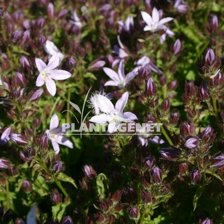  CAMPANULA poscharskyana Lisduggan  