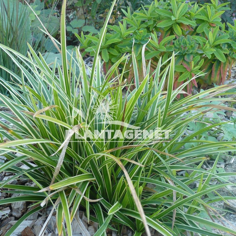  CAREX morrowii Ice Dance 