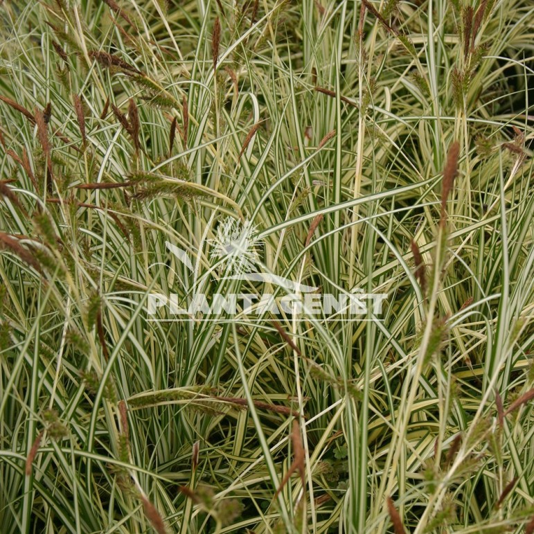  CAREX oshimensis Evergold  