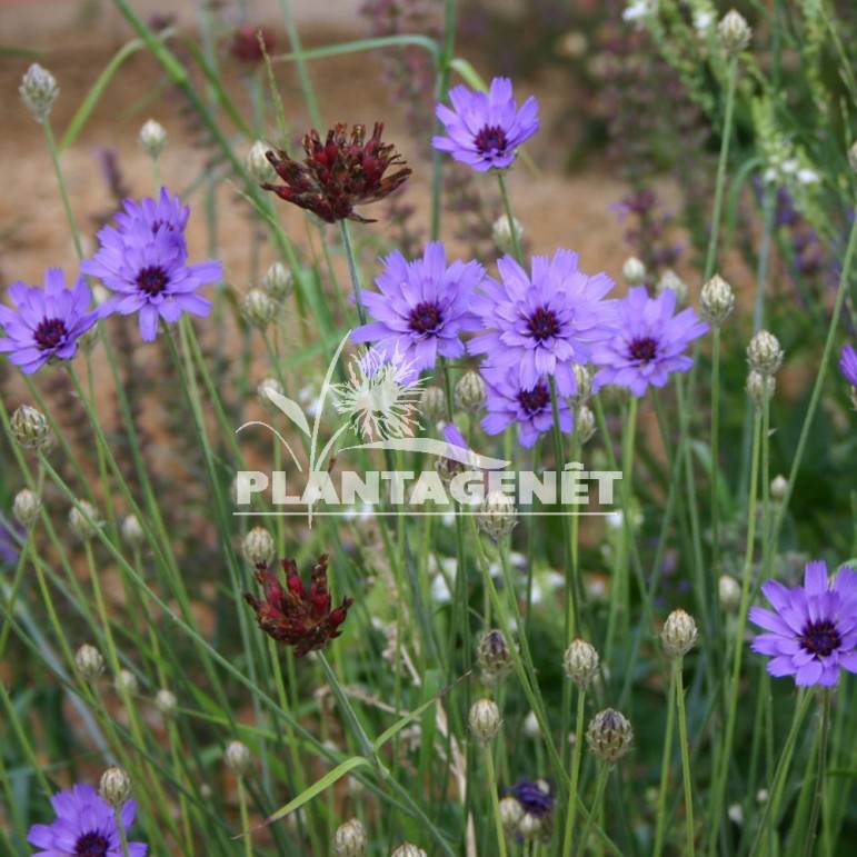  CATANACHE caerulea