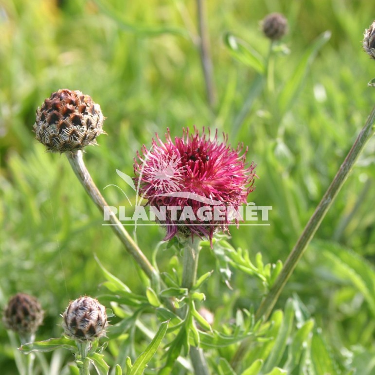  CENTAUREA atropurpurea