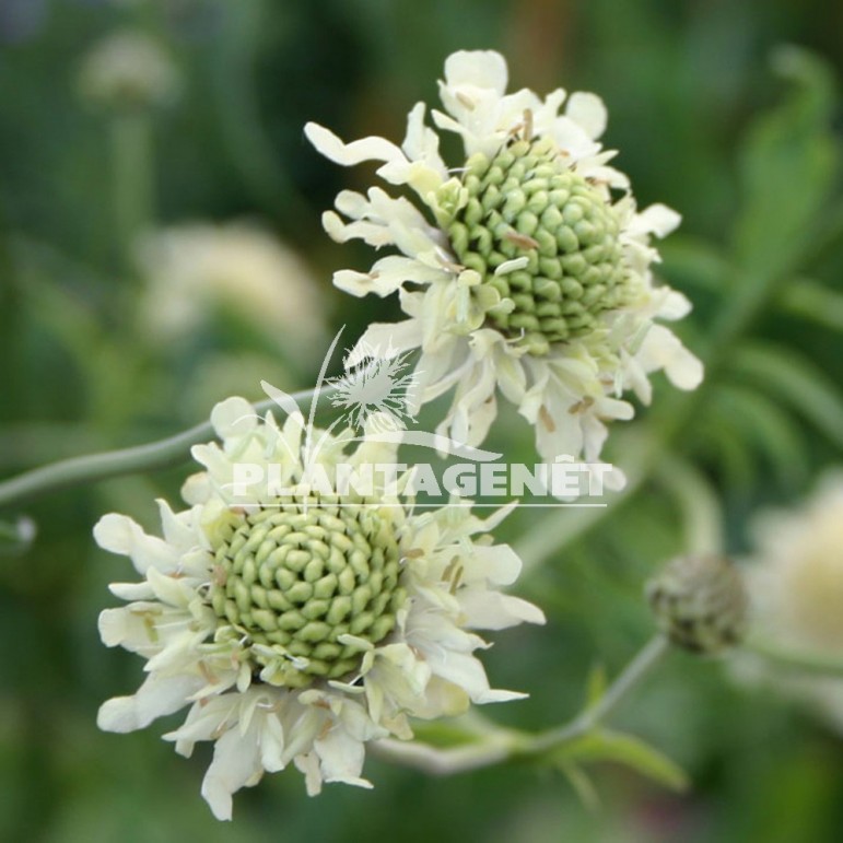  CEPHALARIA gigantea