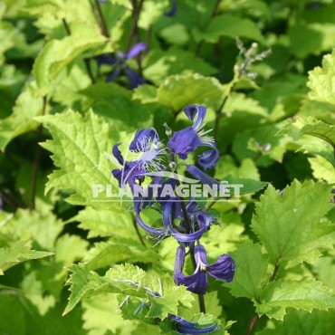  CLEMATIS heracleifolia China Purple