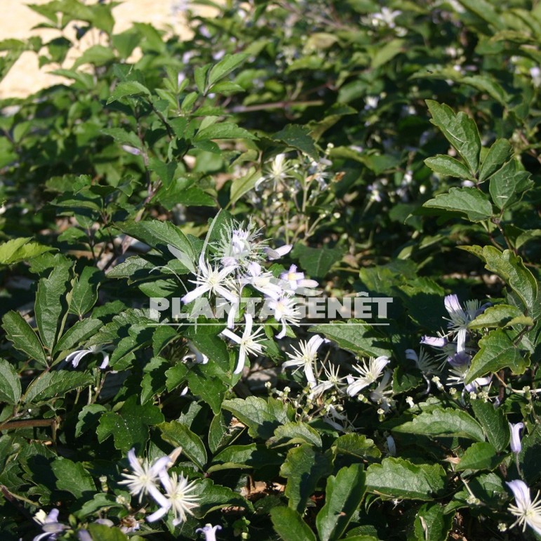  CLEMATIS x jouiniana Praecox  