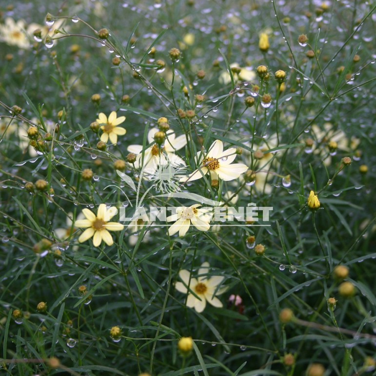  COREOPSIS verticillata Moonbeam  