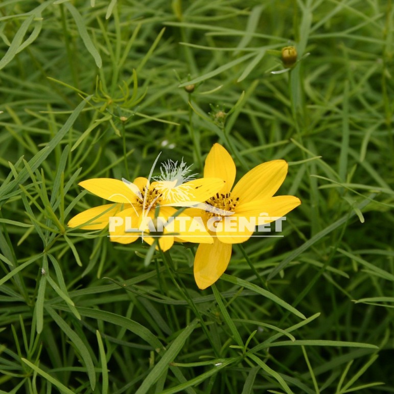  COREOPSIS verticillata Zagreb