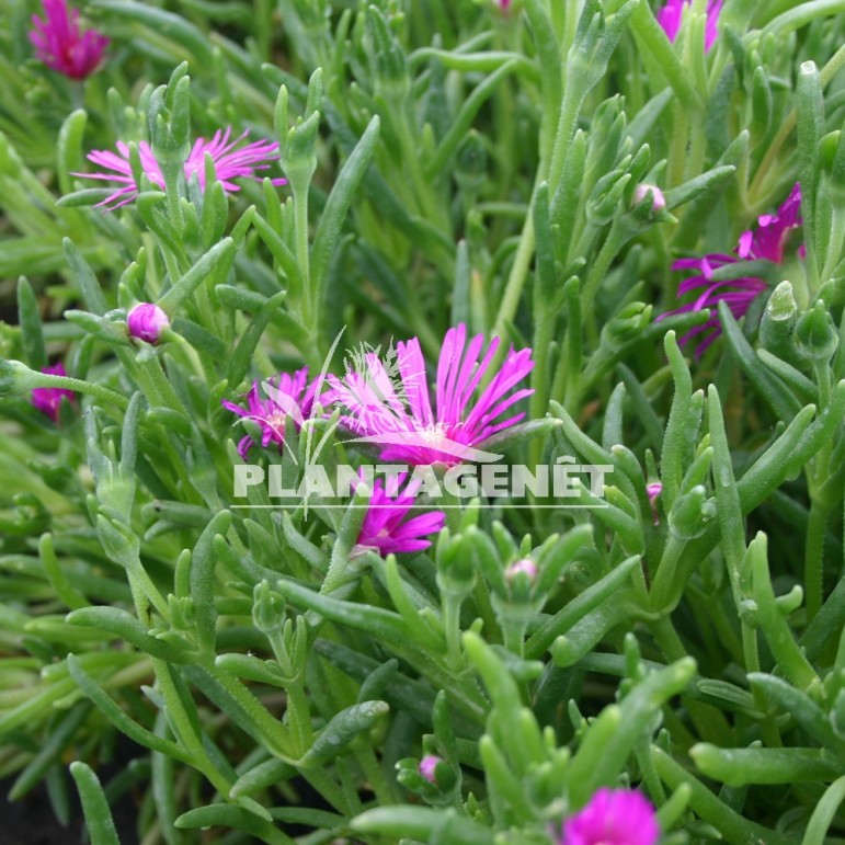  DELOSPERMA cooperi