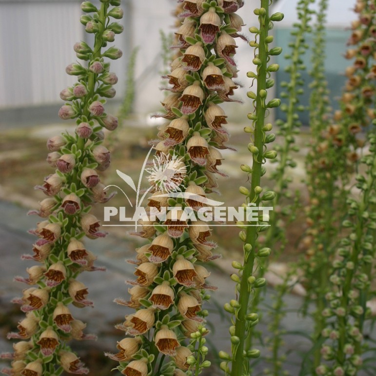  DIGITALIS ferruginea