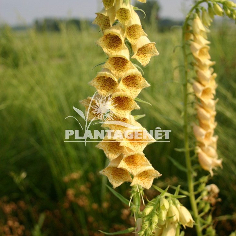  DIGITALIS grandiflora