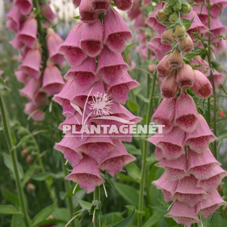  DIGITALIS x mertonensis