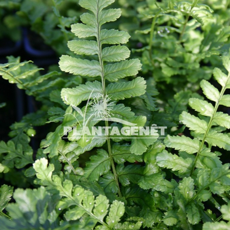  DRYOPTERIS affinis Cristata 