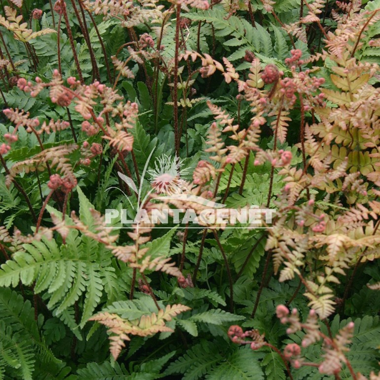  DRYOPTERIS erythrosora