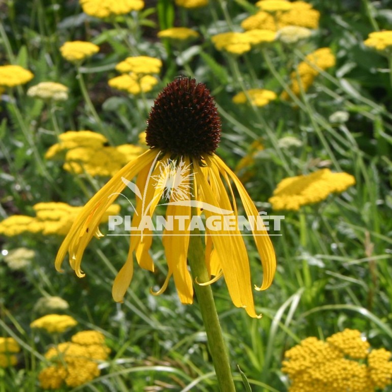  ECHINACEA paradoxa