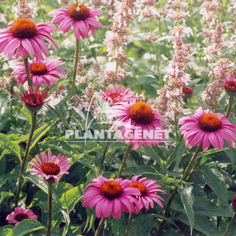  ECHINACEA purpurea Magnus  