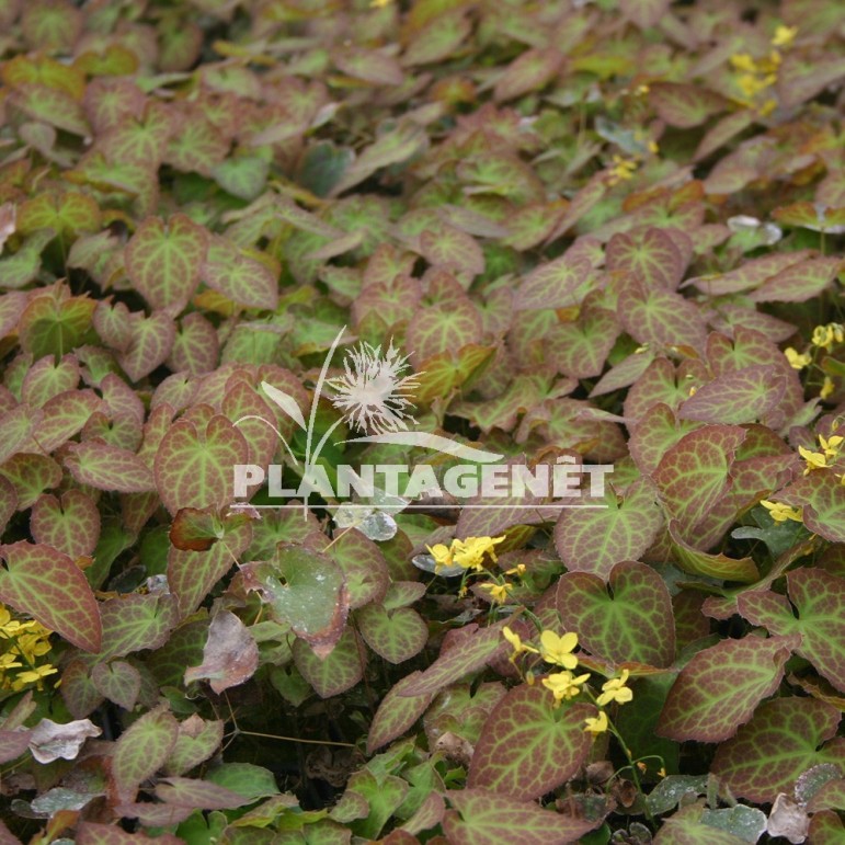  EPIMEDIUM x perralchicum  Frohnleiten 