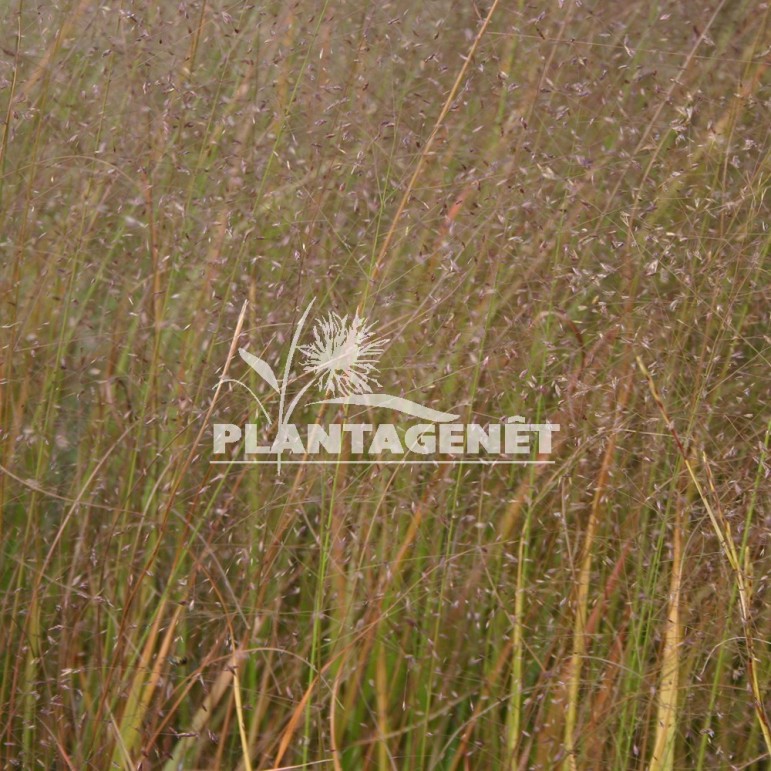  ERAGROSTIS trichoides