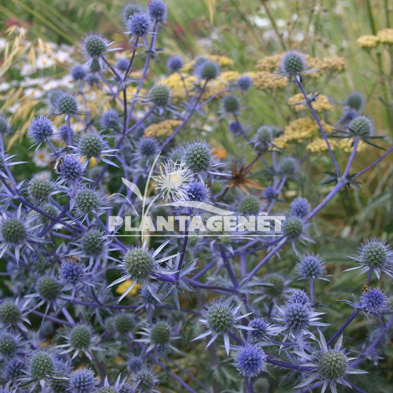  ERYNGIUM x tripartitum