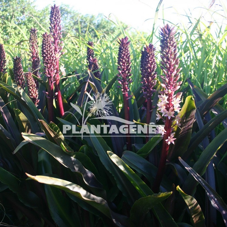  EUCOMIS  comosa Sparkling Burgundy®