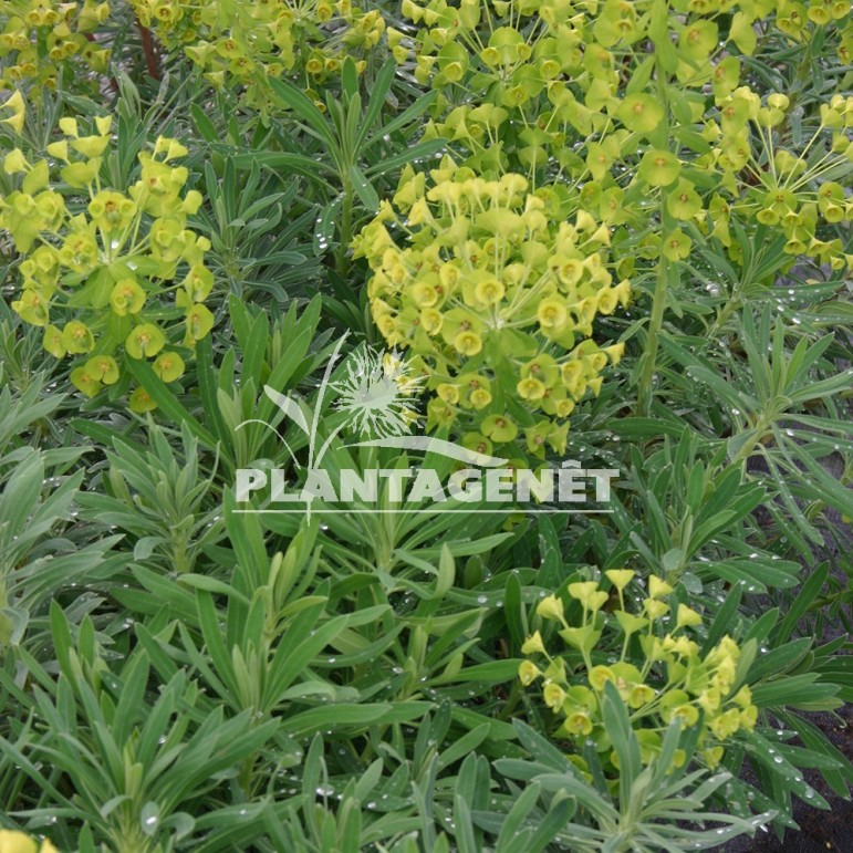  EUPHORBIA characias  ssp wulfenii